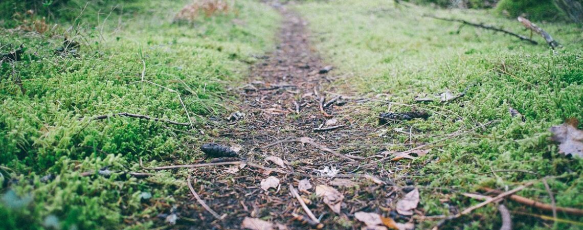 Chemin forêt course à pied