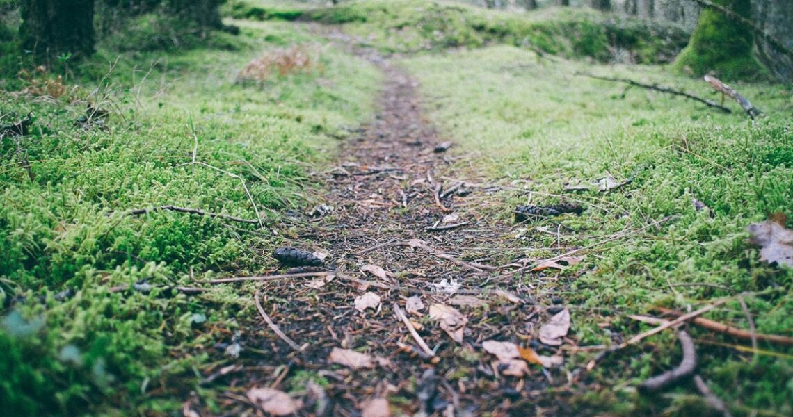 Chemin forêt course à pied