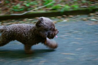 A quoi sert un test d’effort ?