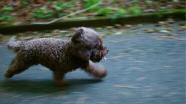 A quoi sert un test d’effort ?